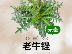 老牛嫩草一二三产品区别又出新作—老牛嫩草一二三产品区别又出新作，你能看出它们的不同吗？