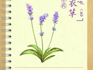 薰衣草研究所2023-薰衣草研究所 2023 年研究成果有哪些？