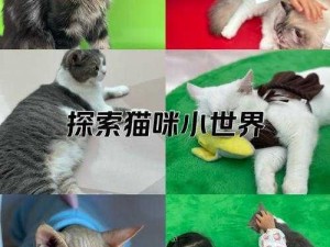 模拟猫咪的世界：探索趣味互动的宠物体验简介