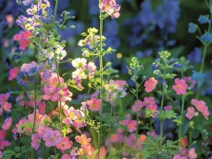 野花视频直播(野花视频直播：探寻未知的世界)