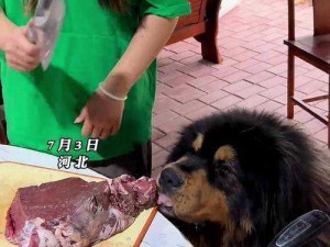 藏獒巨粗进入警花疼哭、藏獒巨粗进入，警花疼哭求饶