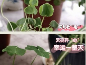 三叶草导航 如何利用三叶草导航提升上网效率？