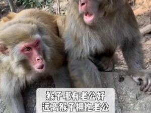 两只猴子可以成为夫妻吗—两只猴子可以成为夫妻吗？——跨物种婚姻的可能性与挑战