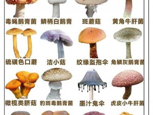 毒蘑菇大揭秘：实拍常见致命菌菇图片