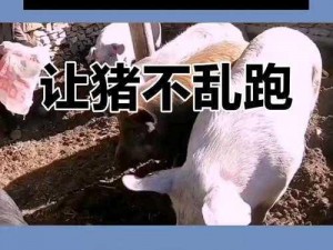 猪来袭：高效安全的抓猪方法与技巧详解