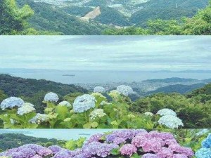 紫阳花が散り散る时片尾曲【紫阳花が散り散る时片尾曲：在绚烂与凋零之间探寻生命的意义】