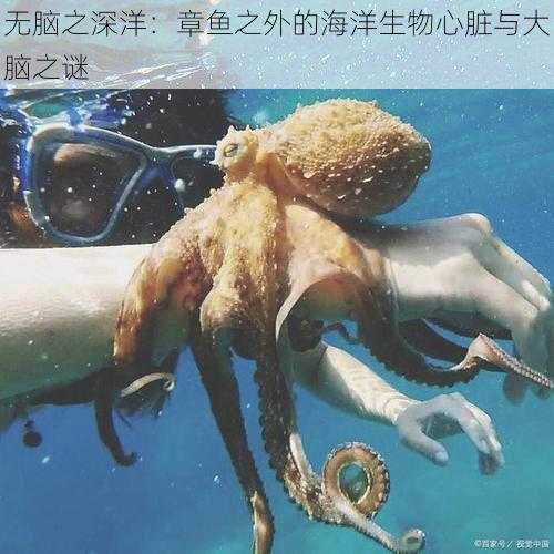 无脑之深洋：章鱼之外的海洋生物心脏与大脑之谜