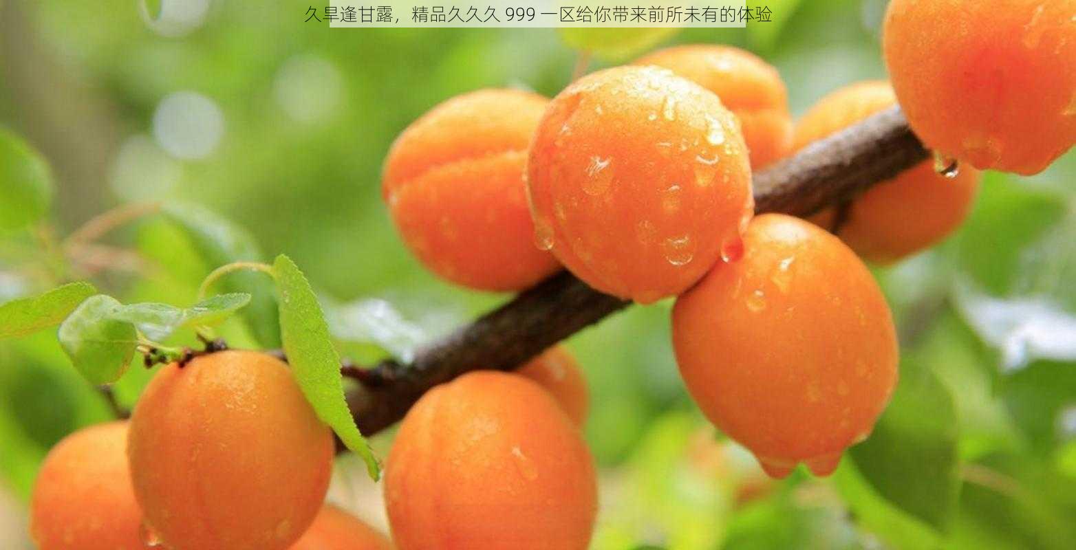 久旱逢甘露，精品久久久 999 一区给你带来前所未有的体验