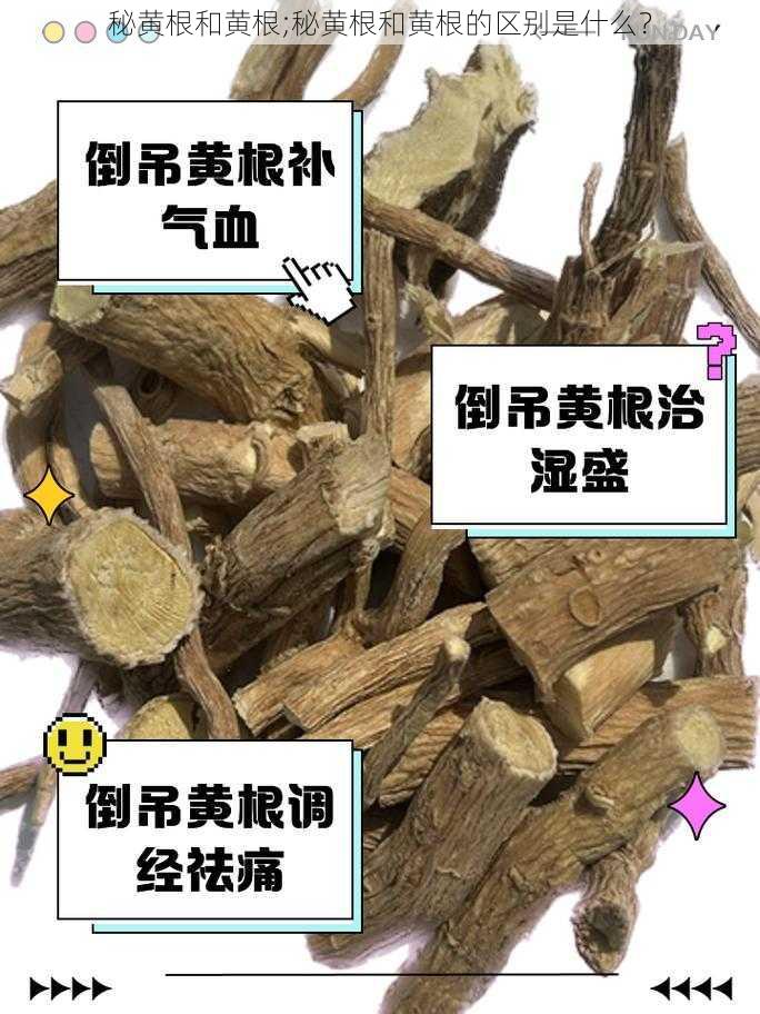 秘黄根和黄根;秘黄根和黄根的区别是什么？