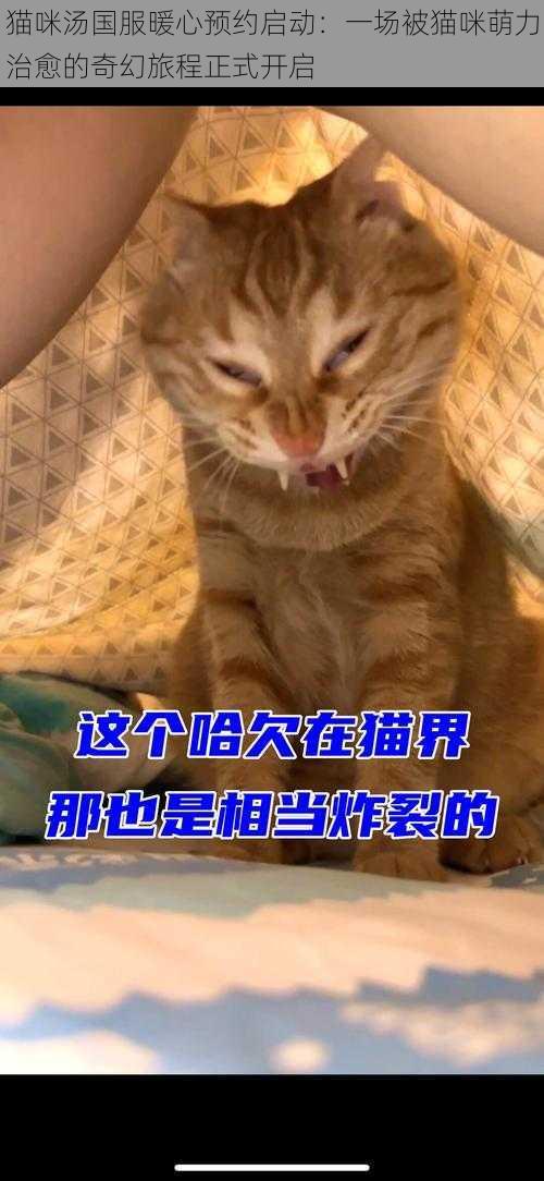 猫咪汤国服暖心预约启动：一场被猫咪萌力治愈的奇幻旅程正式开启