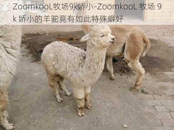 ZoomkooL牧场9k娇小-ZoomkooL 牧场 9k 娇小的羊驼竟有如此特殊癖好