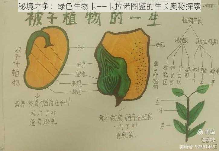 秘境之争：绿色生物卡——卡拉诺图鉴的生长奥秘探索