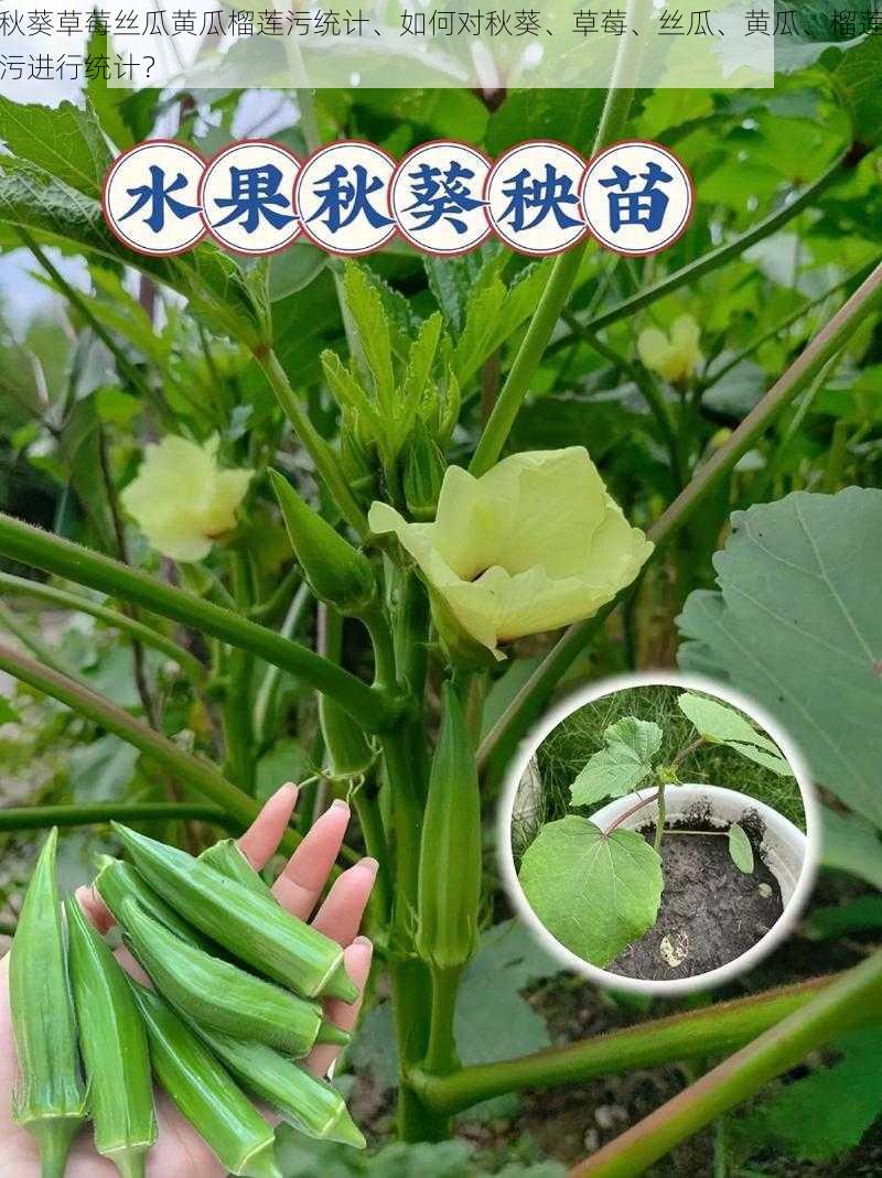 秋葵草莓丝瓜黄瓜榴莲污统计、如何对秋葵、草莓、丝瓜、黄瓜、榴莲污进行统计？