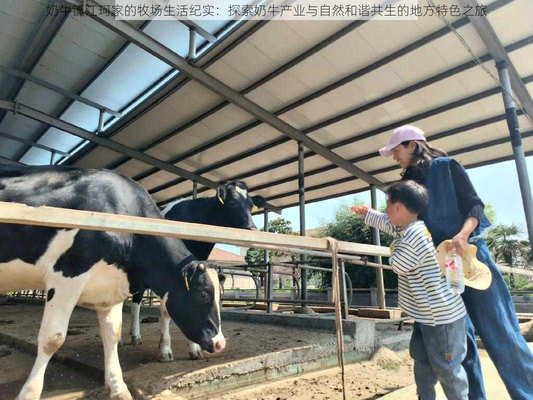 奶牛镇江珂家的牧场生活纪实：探索奶牛产业与自然和谐共生的地方特色之旅